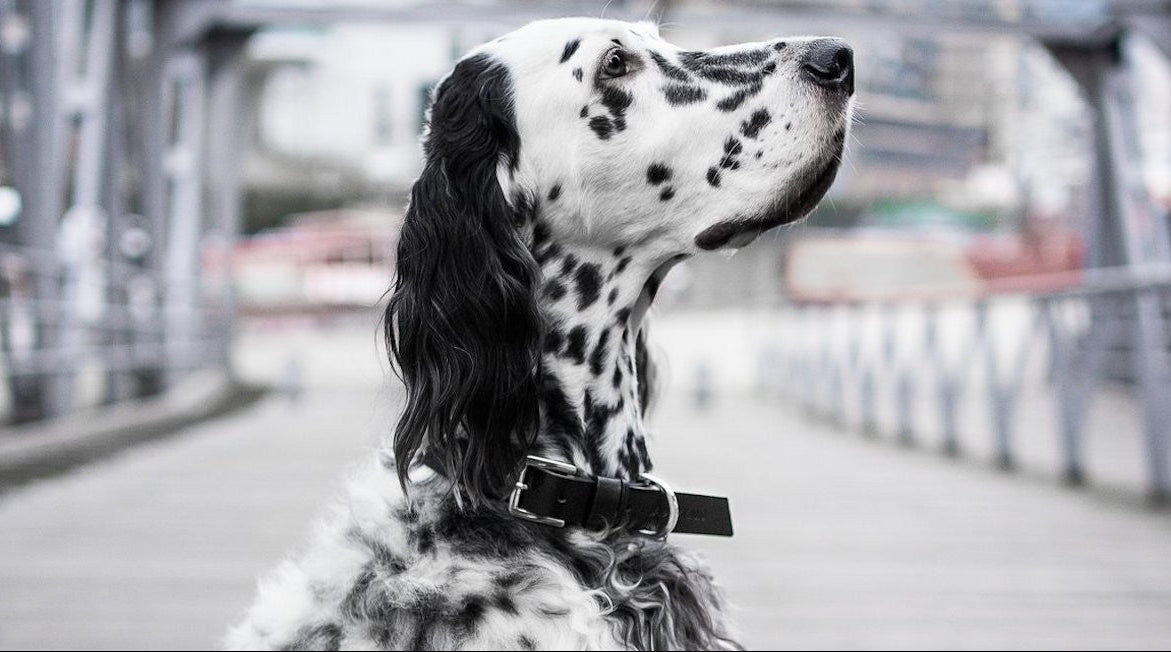 Kollu Collar - Black 